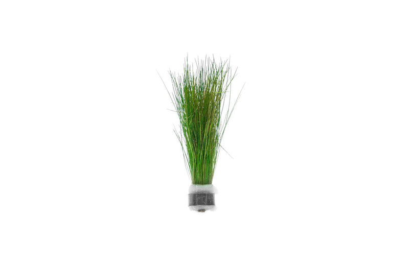 Bright green Dwarf Hair Grass aquatic plant by ACW, with fine, feathery leaves ideal for freshwater aquariums.