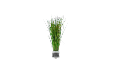 Dwarf Hairgrass on 3 x 5 Mat - Foreground Carpet Aquarium Plant