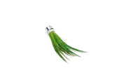 Aquatic Dwarf Hair Grass plant by ACW with fine, bright green grass-like leaves suitable for freshwater aquariums.