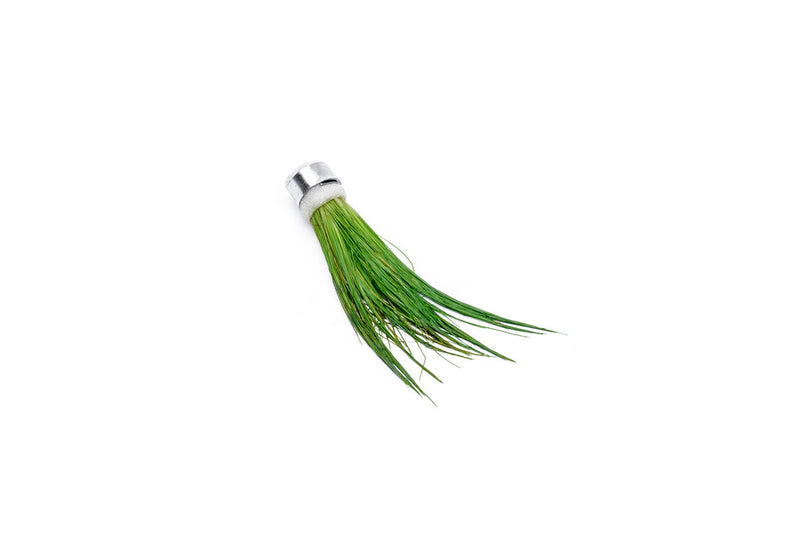 Aquatic Dwarf Hair Grass plant by ACW with fine, bright green grass-like leaves suitable for freshwater aquariums.