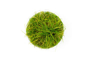 Dwarf Hair Grass UNS Tissue Culture Aquatic Plant - Buce Plant
