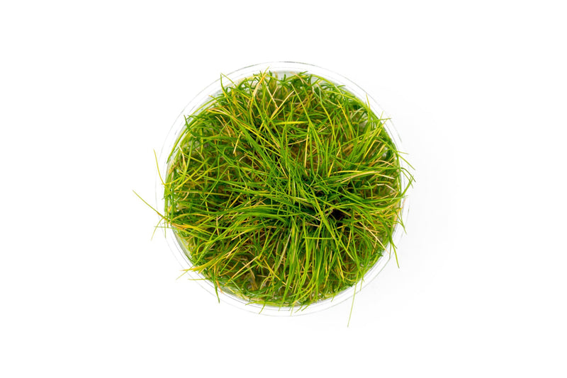 Dwarf Hair Grass UNS Tissue Culture Aquatic Plant - Buce Plant
