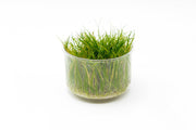 Dwarf Hair Grass UNS Tissue Culture Aquatic Plant - Buce Plant