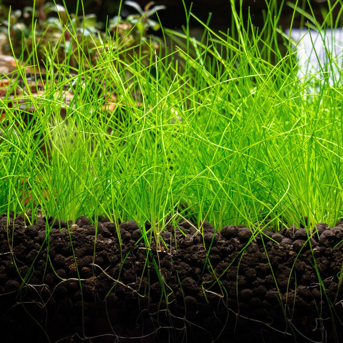 Professional Grade 2-Pack Aquarium Grass: Small Leaf and Long Hair