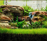Dwarf Hair Grass UNS Tissue Culture Aquatic Plant - Buce Plant