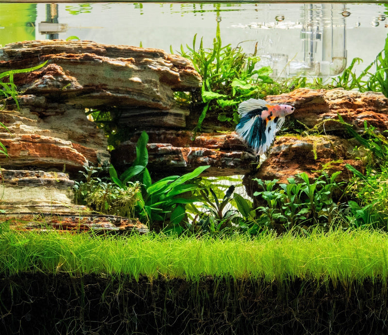 Dwarf Hair Grass UNS Tissue Culture Aquatic Plant - Buce Plant