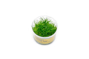 Dwarf Hair Grass UNS Tissue Culture Aquatic Plant - Buce Plant