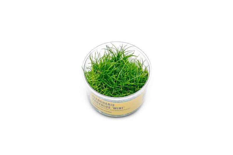 Dwarf Hair Grass UNS Tissue Culture Aquatic Plant - Buce Plant