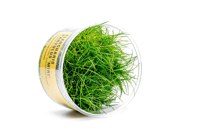 Dwarf Hair Grass UNS Tissue Culture Aquatic Plant - Buce Plant