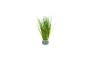 Close-up of ACW Dwarf Hair Grass aquatic plant with fine, lush green foliage suitable for freshwater aquariums.