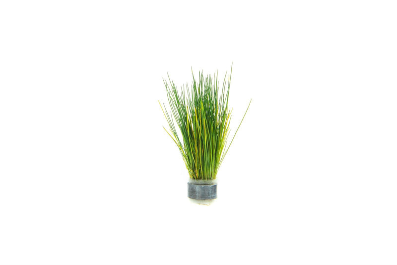 Close-up of ACW Dwarf Hair Grass aquatic plant with fine, lush green foliage suitable for freshwater aquariums.