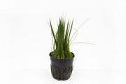 Close-up of ACW Dwarf Hair Grass, a lush aquatic plant with fine, grass-like green foliage for freshwater aquariums.