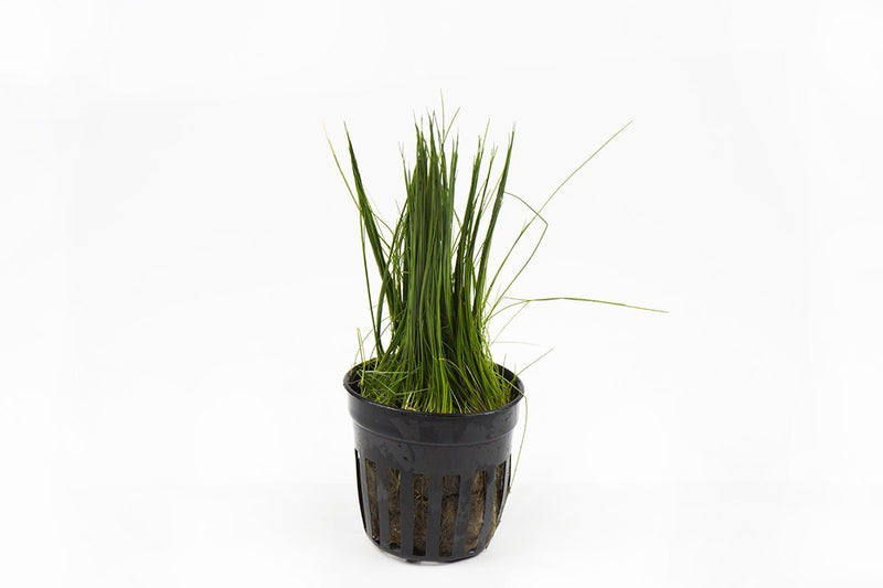 Close-up of ACW Dwarf Hair Grass, a lush aquatic plant with fine, grass-like green foliage for freshwater aquariums.