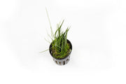 Close-up of ACW Dwarf Hair Grass aquatic plant with fine, bright green grass-like foliage ideal for freshwater aquariums.