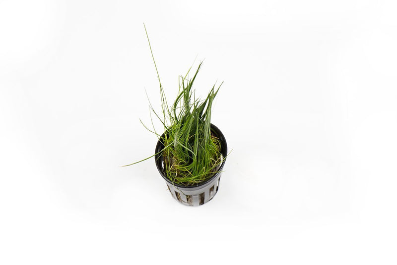 Close-up of ACW Dwarf Hair Grass aquatic plant with fine, bright green grass-like foliage ideal for freshwater aquariums.