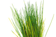 Healthy Dwarf Hair Grass aquatic plant by ACW, showcasing fine, lush green grass ideal for freshwater aquarium decor.
