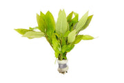 Dwarf Nomaphila Siamensis aquatic plant from ACW, showcasing compact, lush green foliage ideal for freshwater aquariums.