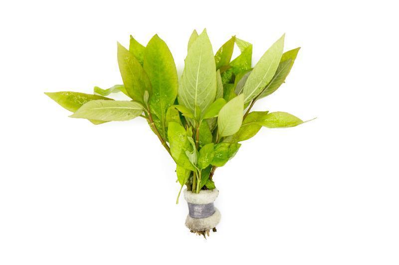 Dwarf Nomaphila Siamensis aquatic plant from ACW, showcasing compact, lush green foliage ideal for freshwater aquariums.
