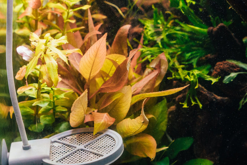 Healthy Dwarf Nomaphila Siamensis aquatic plant from ACW, featuring compact green leaves ideal for freshwater aquariums.