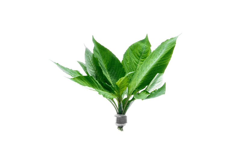 Dwarf Nomaphila Siamensis aquatic plant from ACW, featuring lush green leaves suitable for freshwater aquariums.