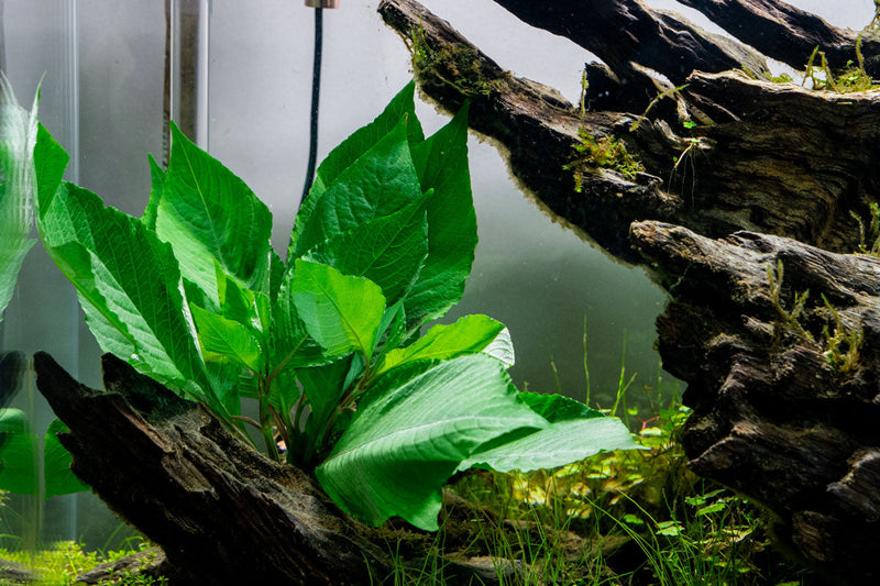 Healthy Dwarf Nomaphila Siamensis aquatic plant from ACW, showcasing compact green foliage and vibrant aquatic growth.