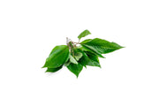Dwarf Nomaphila Siamensis aquatic plant, Hygrophila Corymbosa Compact, with lush green leaves suitable for freshwater aquariums.