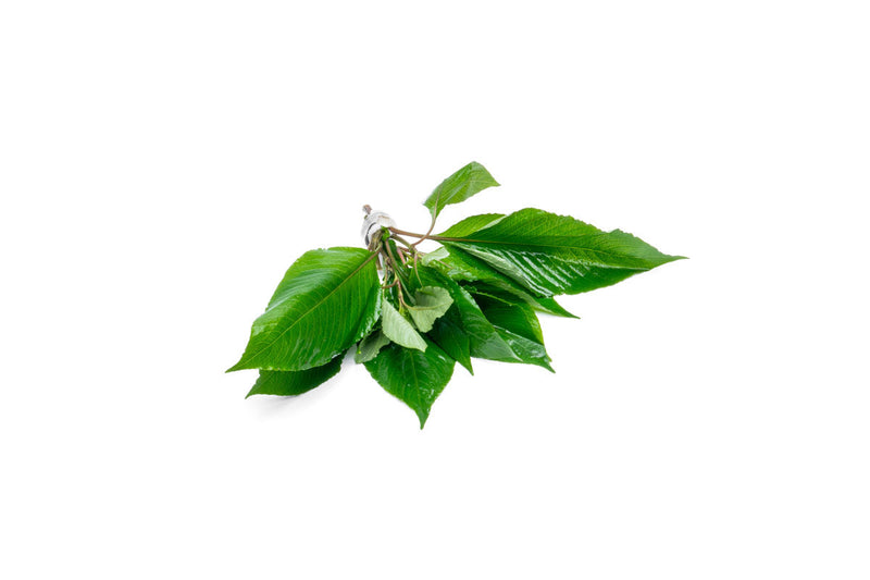 Dwarf Nomaphila Siamensis aquatic plant, Hygrophila Corymbosa Compact, with lush green leaves suitable for freshwater aquariums.