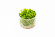 Dwarf Nomaphila Siamensis (Hygrophila Corymbosa Compact) Tissue Culture Tissue Culture - Buce Plant
