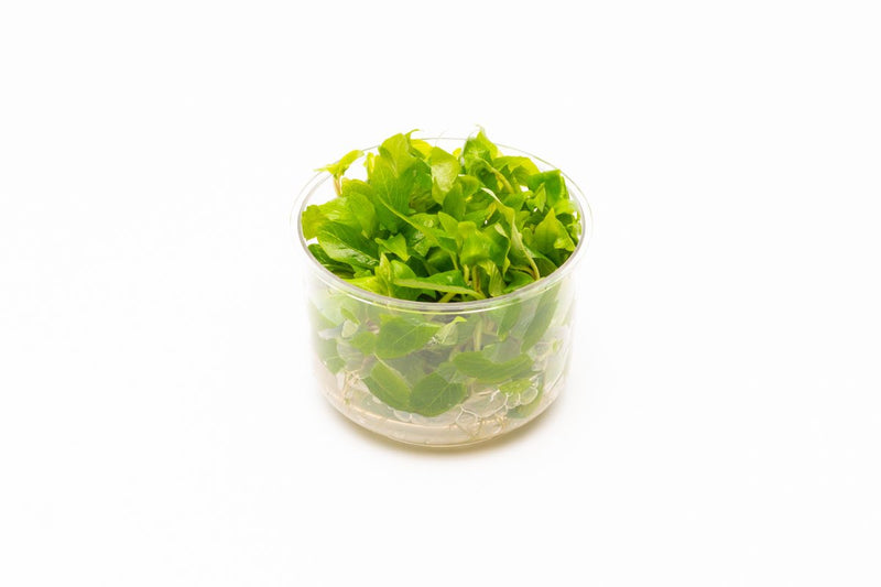 Dwarf Nomaphila Siamensis (Hygrophila Corymbosa Compact) Tissue Culture Tissue Culture - Buce Plant