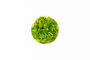Dwarf Nomaphila Siamensis (Hygrophila Corymbosa Compact) Tissue Culture Tissue Culture - Buce Plant