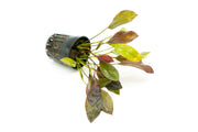 Healthy Echinodorus Aflame aquatic plant from CPA with vibrant green leaves and reddish tips, ideal for freshwater aquariums.