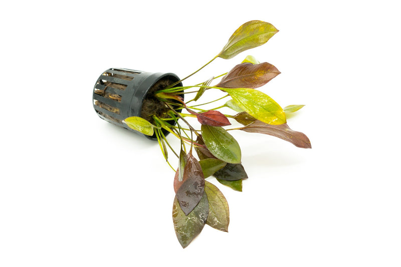 Healthy Echinodorus Aflame aquatic plant from CPA with vibrant green leaves and reddish tips, ideal for freshwater aquariums.