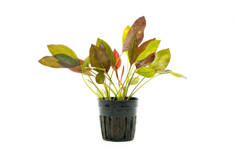 Healthy Echinodorus Aflame aquatic plant from CPA with vibrant green and red leaves, ideal for freshwater aquariums.