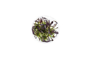 Echinodorus Aflame Tissue Culture Aquatic Plant - Buce Plant