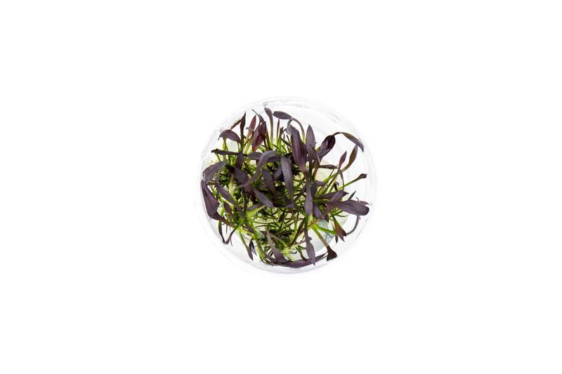 Echinodorus Aflame Tissue Culture Aquatic Plant - Buce Plant