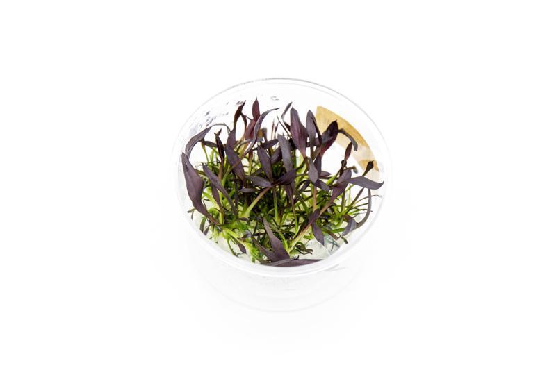 Echinodorus Aflame Tissue Culture Aquatic Plant - Buce Plant