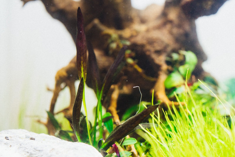 Echinodorus Aflame Tissue Culture Aquatic Plant - Buce Plant