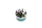 Echinodorus Aflame Tissue Culture Aquatic Plant - Buce Plant
