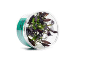 Echinodorus Aflame Tissue Culture Aquatic Plant - Buce Plant