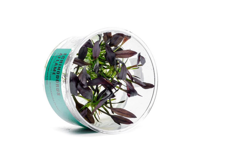 Echinodorus Aflame Tissue Culture Aquatic Plant - Buce Plant
