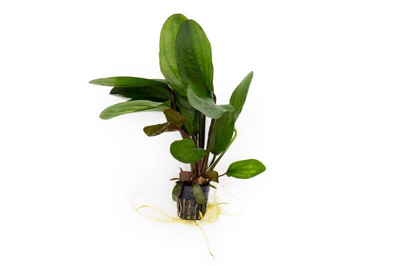 Healthy Echinodorus Big Bear aquatic plant from ACW with broad green leaves, ideal for freshwater aquariums.