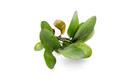 Healthy Echinodorus Big Bear aquatic plant from ACW with broad green leaves, ideal for freshwater aquarium decoration.