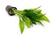 Echinodorus Bleheri / Amazon Sword - Regular Aquatic Plant - Buce Plant