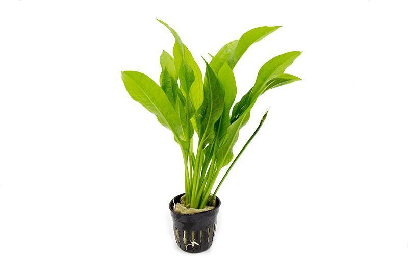 Echinodorus Bleheri / Amazon Sword - Regular Aquatic Plant - Buce Plant