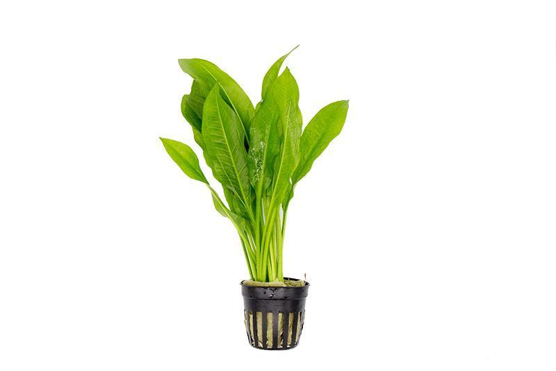 Echinodorus Bleheri / Amazon Sword - Regular Aquatic Plant - Buce Plant