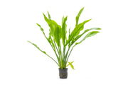 Large Amazon Sword aquatic plant, Echinodorus Bleheri, from ACW, with broad green leaves suitable for freshwater aquariums.