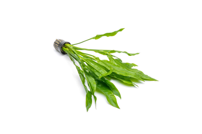 Large Echinodorus Bleheri Amazon Sword aquatic plant from ACW, with lush green leaves suitable for freshwater aquariums.