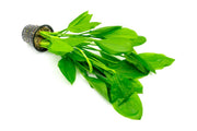 Echinodorus Bleheri Mother Pot Aquatic Plant - Buce Plant