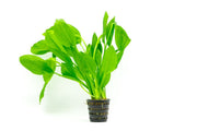 Echinodorus Bleheri Mother Pot Aquatic Plant - Buce Plant