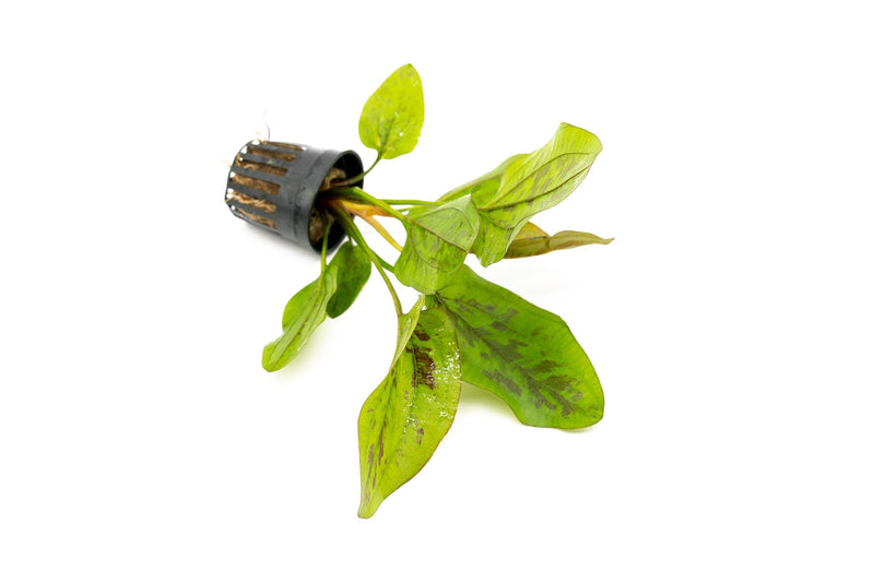 Healthy Echinodorus Chocolate Marble aquatic plant from CPA with broad green and brown marbled leaves floating in water.